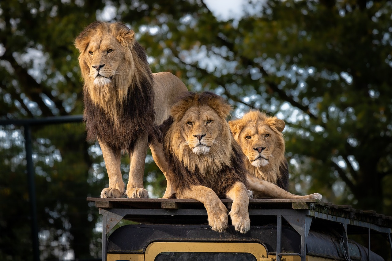 3 male lions on top of a wildlife tour car