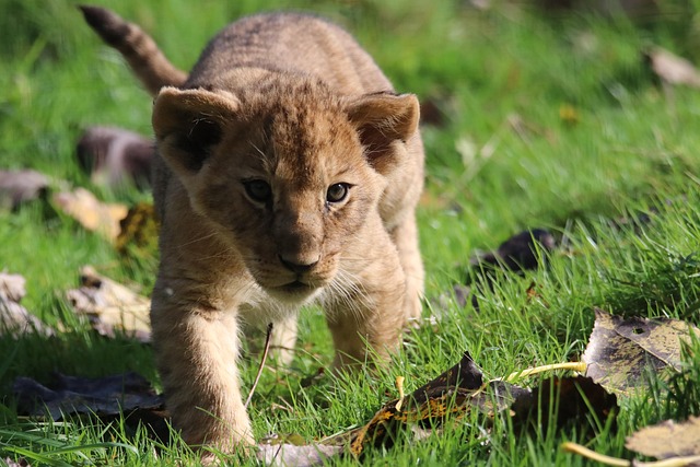 lion cub with a focus hunting look
