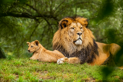 lion cub with a focus hunting look