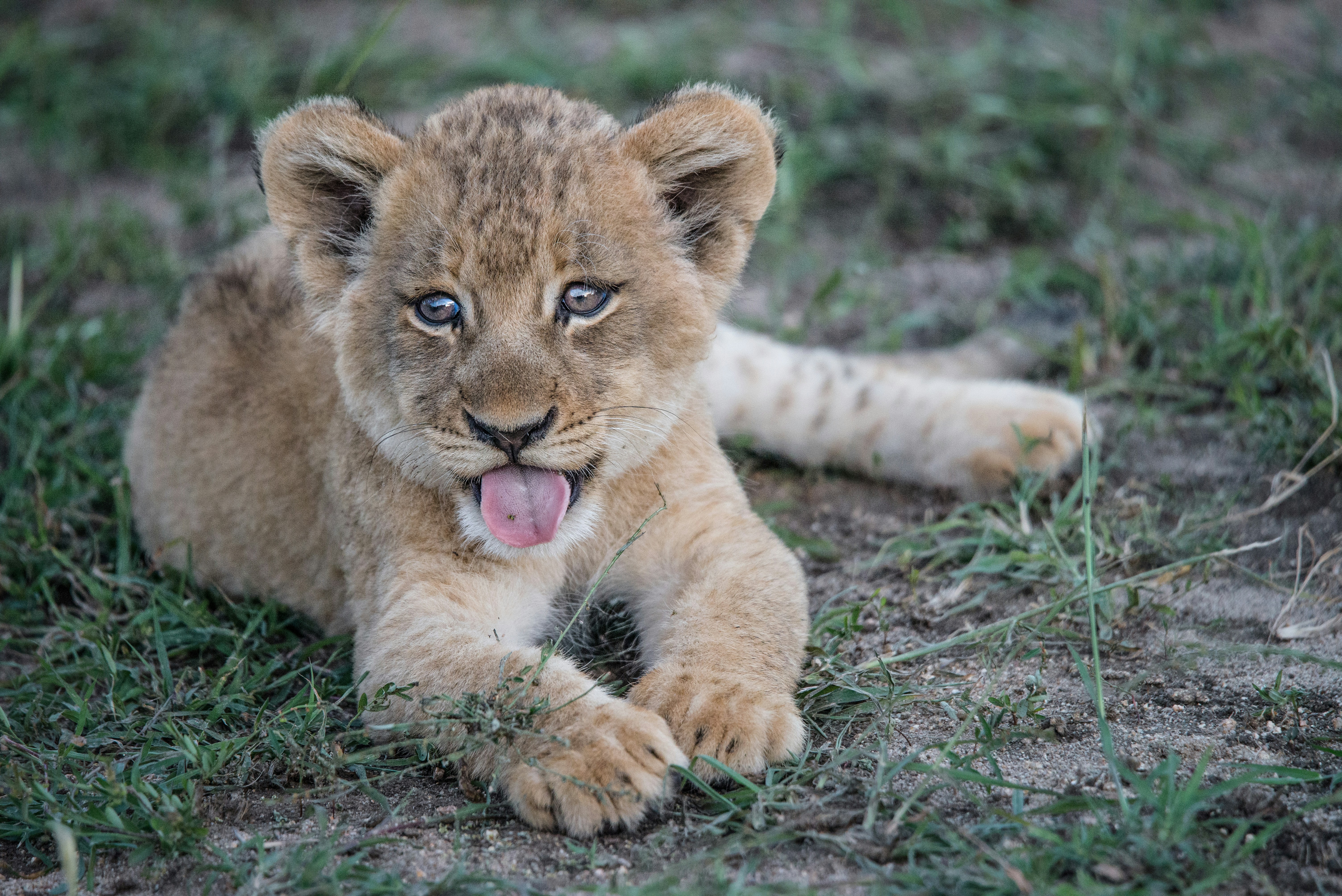 lion cub sticking its tongue out while laying on the ground